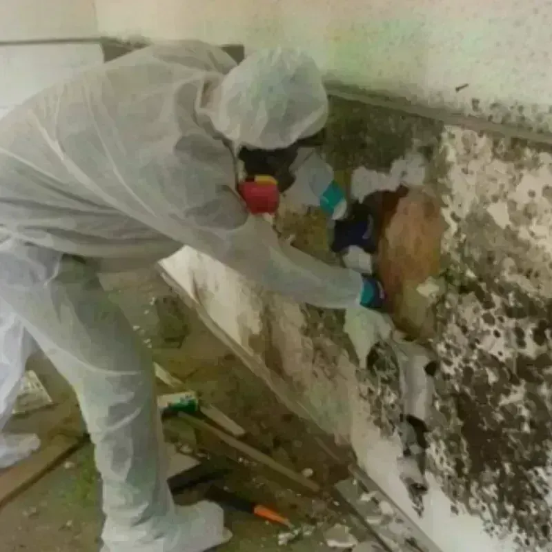 Mold Remediation and Removal in Burbank, CA